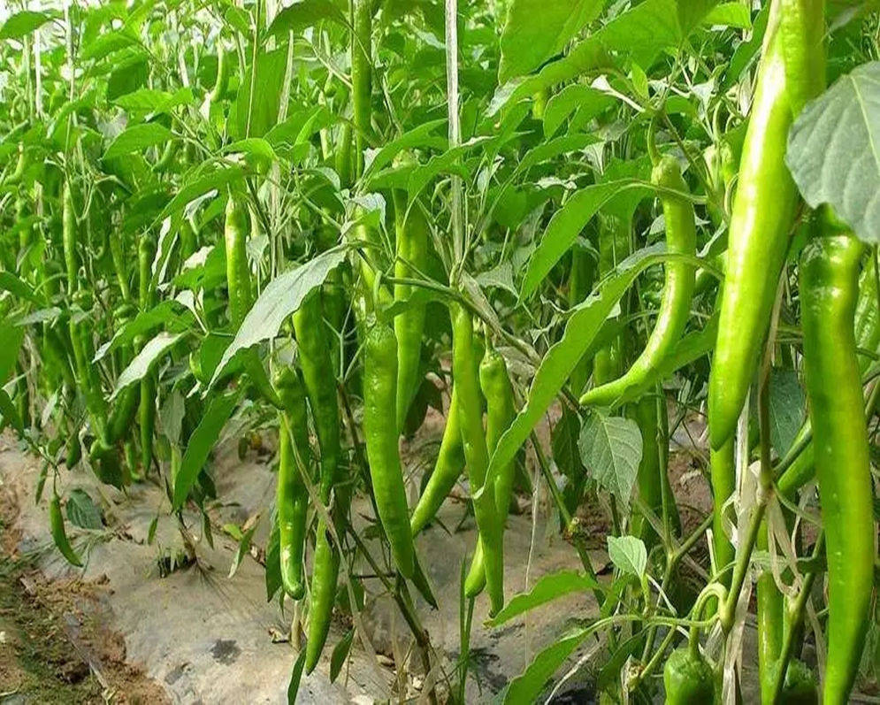 水溶肥选哪家？王总选它，效果让种植户连连称赞！