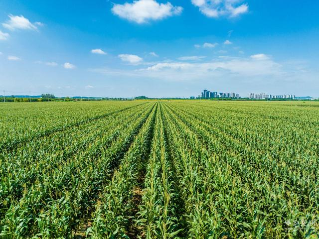 筑牢秋粮丰收基石 河南玉米抗渍涝风险的关键对策