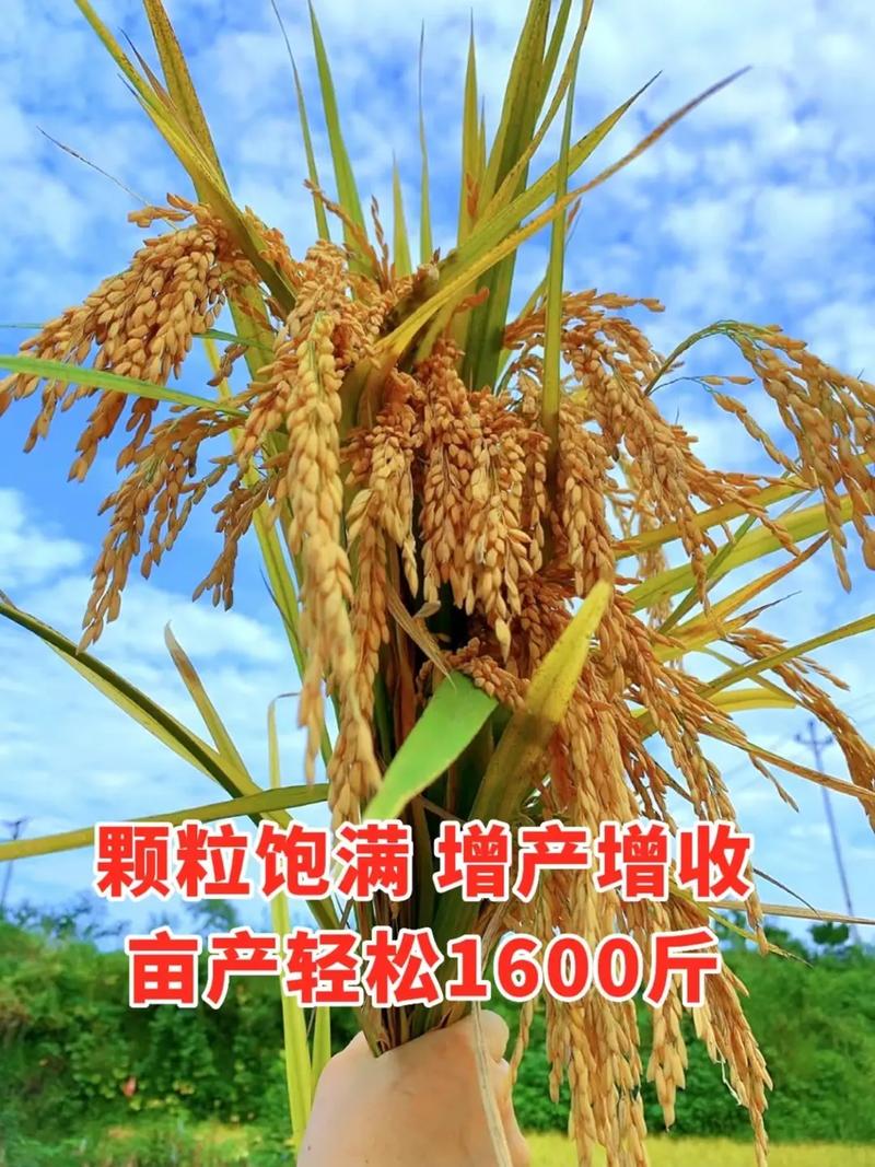 水稻种植 #水稻高产技术 #稻黄金2号 #优质农产品 #分 - 抖音
