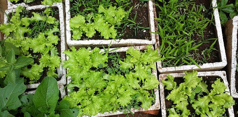 农作物种植时间表 各类农产品种植技术与管理要点